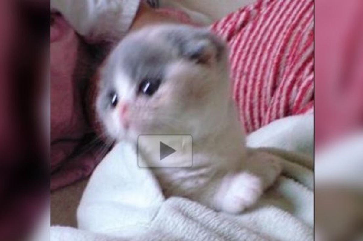 Tiny Cotton Kitty Loves Her Snuggly Spot. It's a Purrfect Fit!