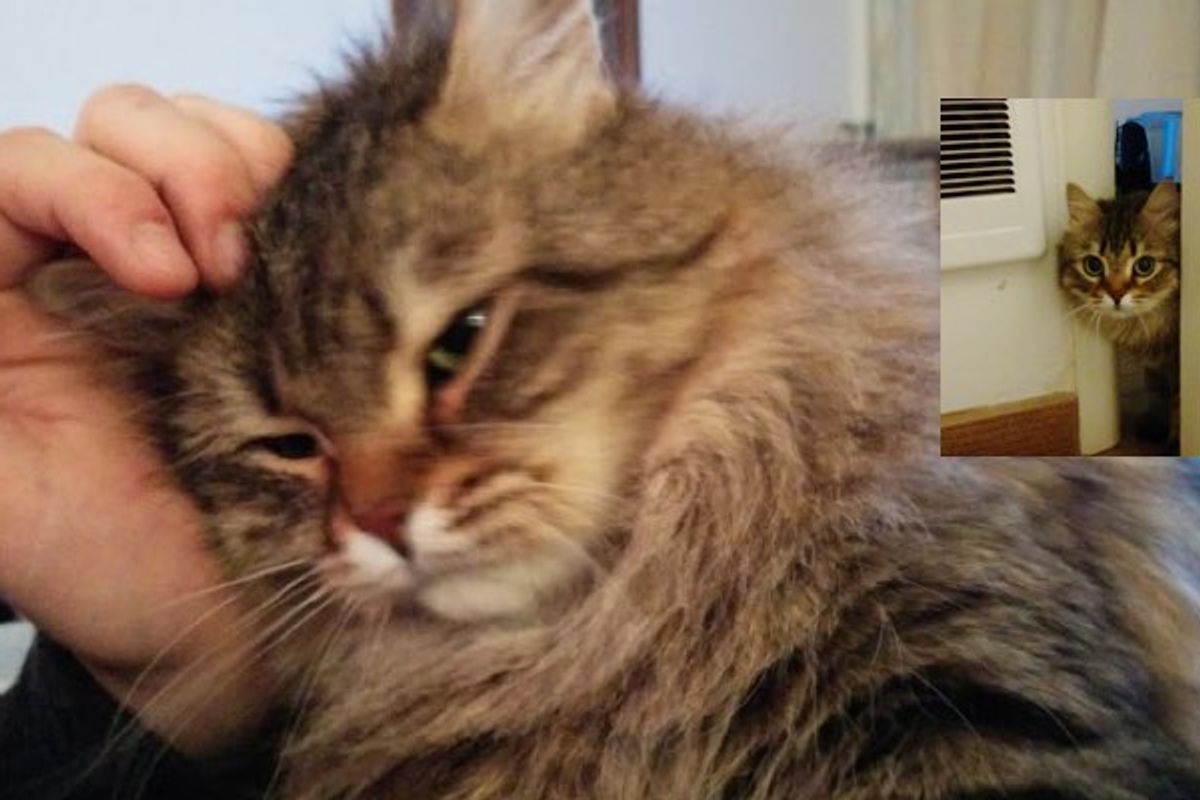 They Waited 28 Days for Their Cat to Come Out from Hiding