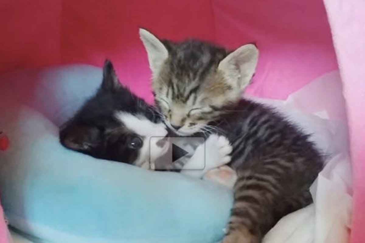 Cuddly Rescue Kitties, One of Them Doesn't Want to Stop Hugging!