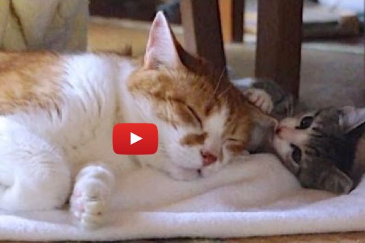 13 Years Older, Elderly Cat Becomes Grandpa to Rescue Kitty