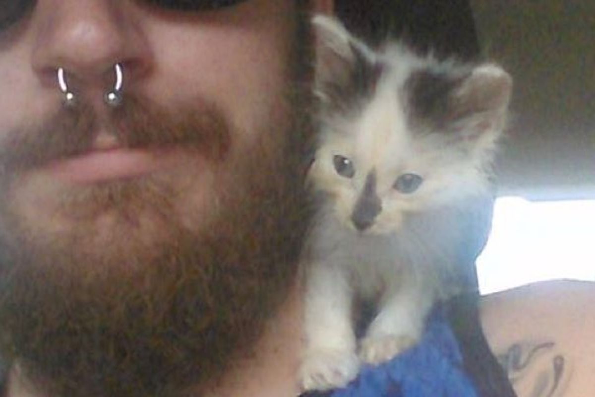 Roadside Rescue Kitten Climbs on Man's Shoulder, Love at First Sight!