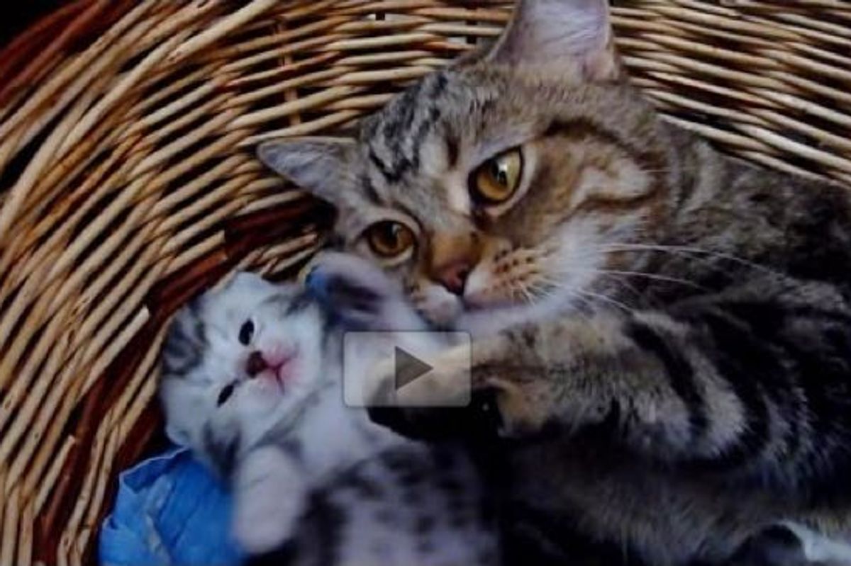 Momma Cat Gives Her Baby Lots of Love and Hugs