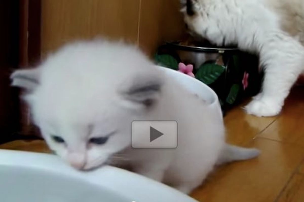 Little Bitty Kitty Trying to Drink Water On Her Own