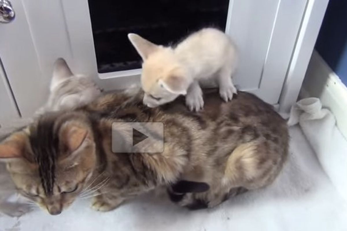 Two Fox Babies Adopted by Mama Cat Growing Up with Kitten 'Siblings'