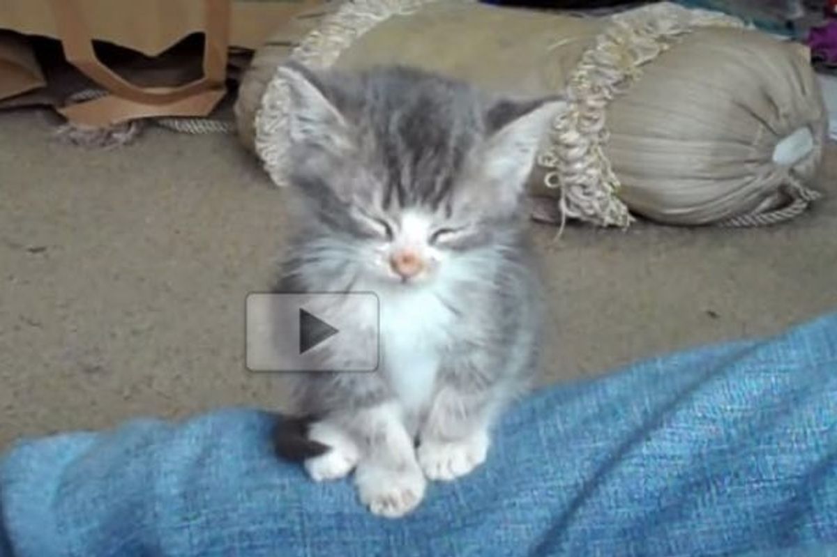 Kitten Has a Sleeping Habit