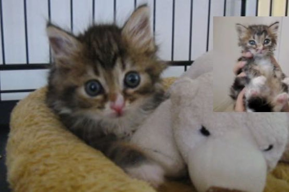 Mila the Miracle Kitty. This is How She Beats the Odds!