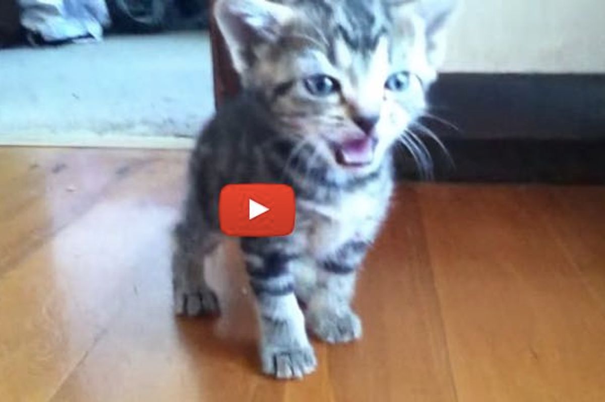 Meowing Kittens Calling Mama for Milk All in Different Squeaks!