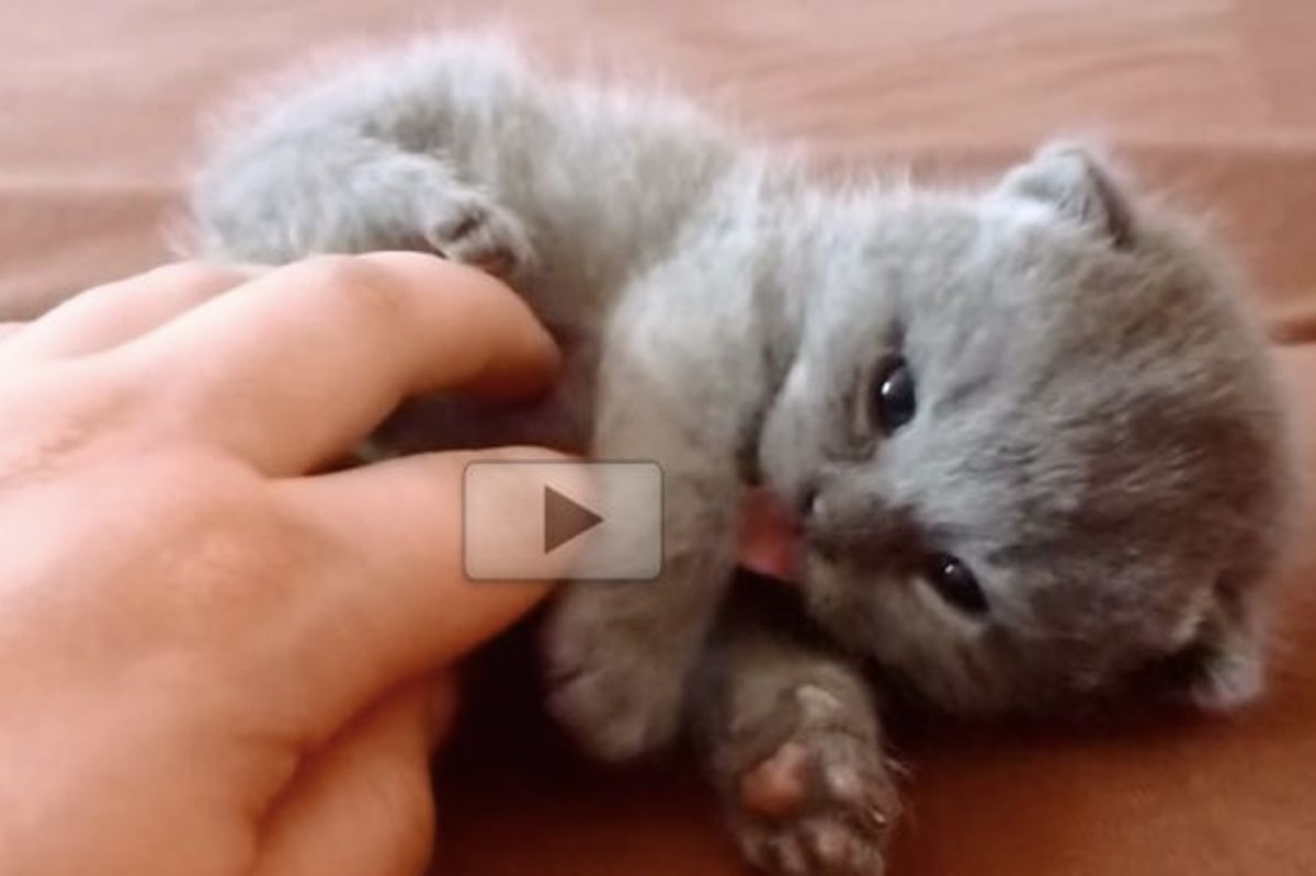 Those Little Paws Start Whapping Around When They Tickle That Belly