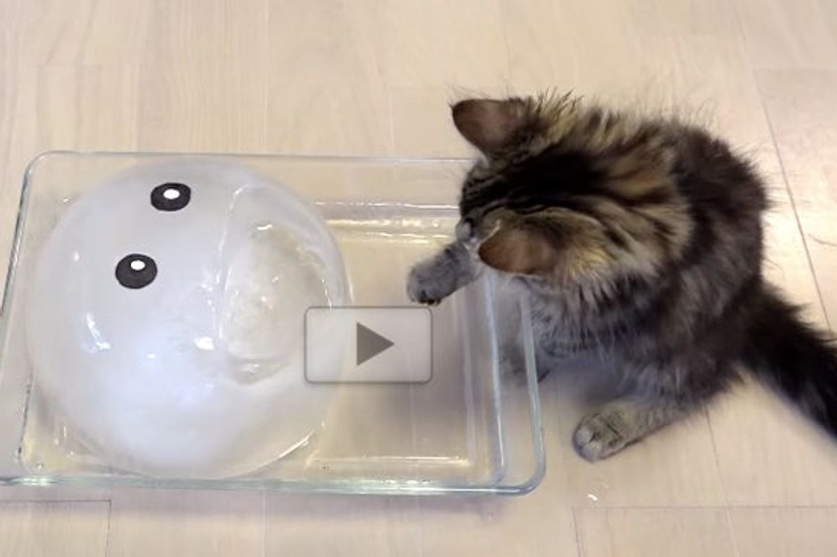 They Give Their 10 Cats an Iceball with a Happy Face, the Kitten Wants to Investigate..
