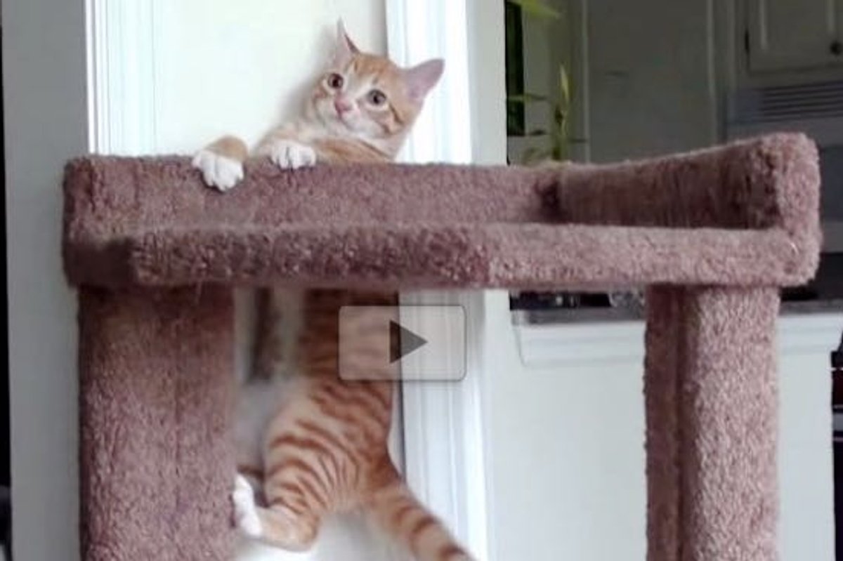 Cat Has Reign of His Tree Until a Ginger Kitten Comes Around..