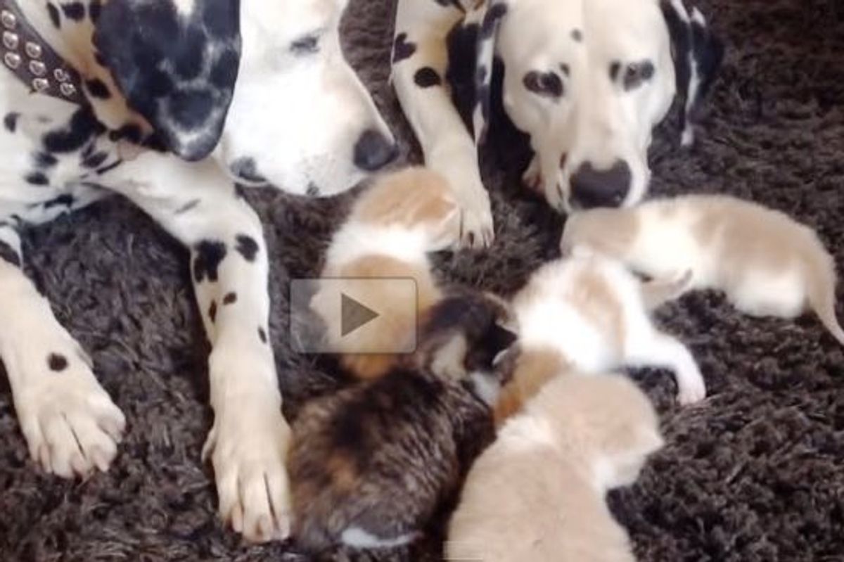 Five Foster Kittens Find Two Surrogate Parents who Don't Purr but Surely Know How to Love