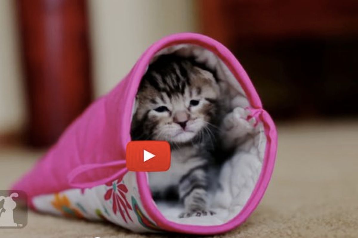 Kitten Finds a Mitten to Be Her Purrfect Sleeping Bag