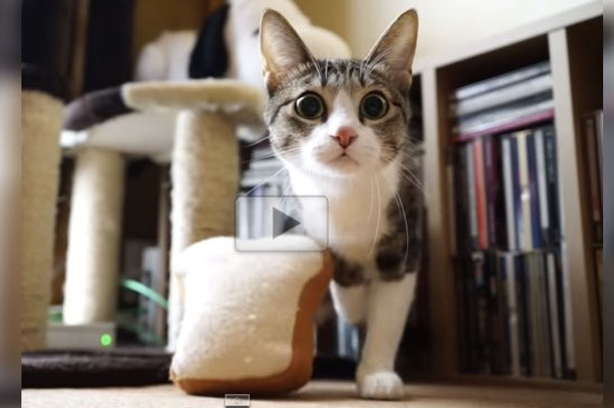 The Wiggliest Cat and Her Wiggly Year