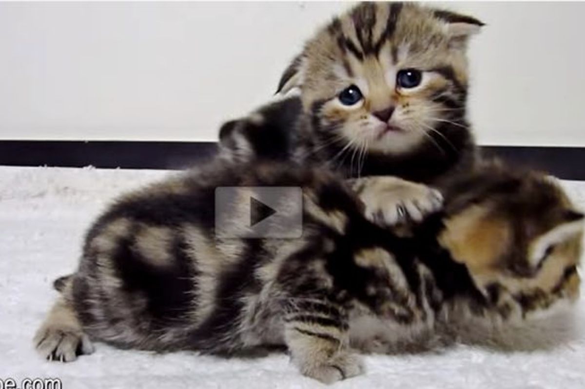 Kittens Wobble Their Way to Mama for Food But One is Late..