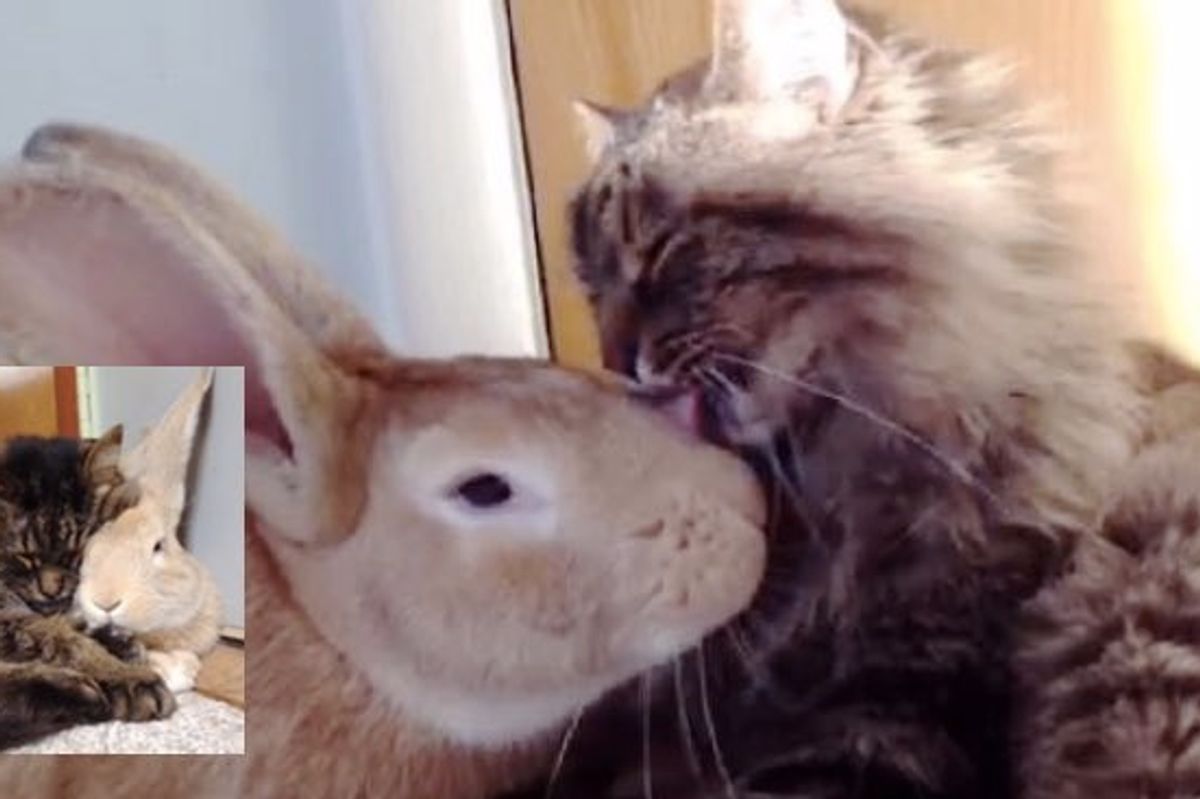 Betty the Cat Has a Very Clingy Furiend with Big Long Ears and a Twitchy Nose