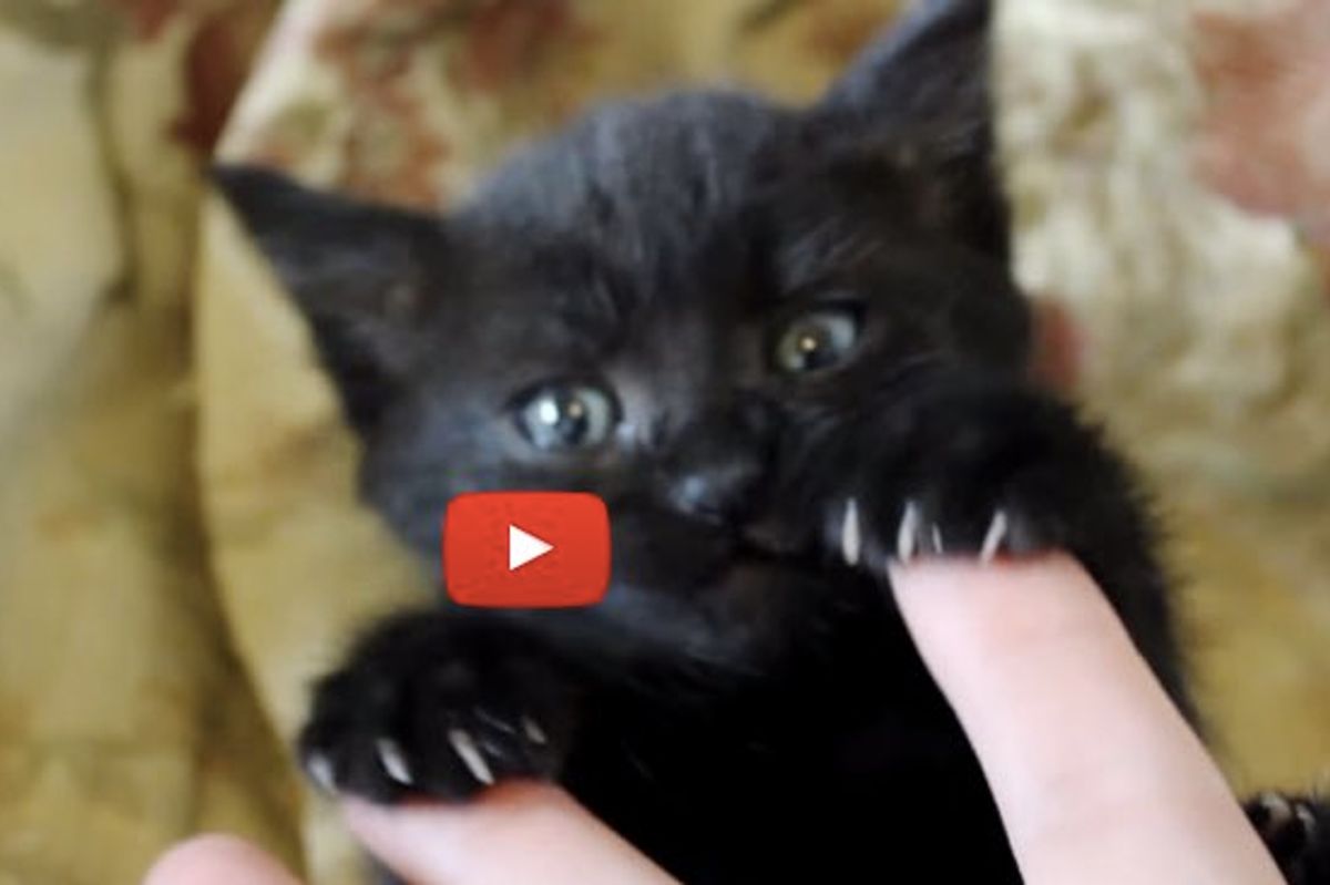 Kitten May Be Tiny But She Has Big Bear Claws!