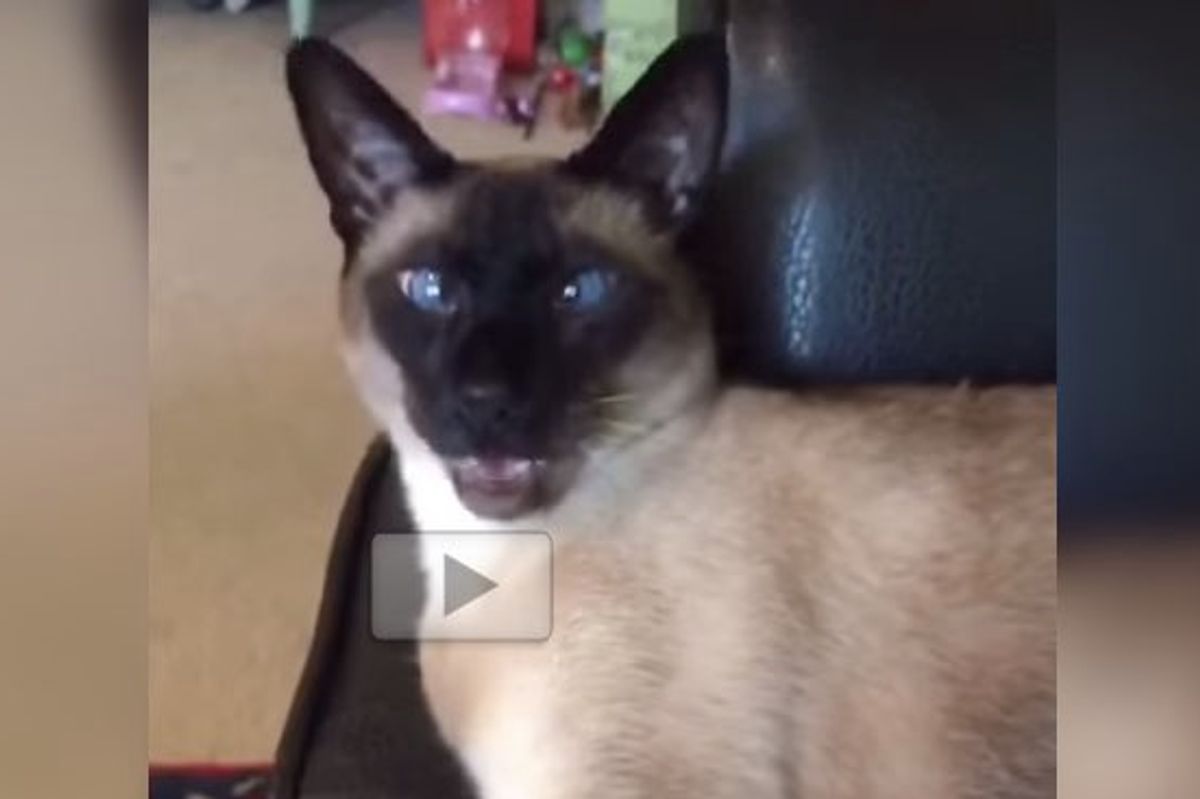 Cat Gets His Favorite Question, His Answer is too Adorable!
