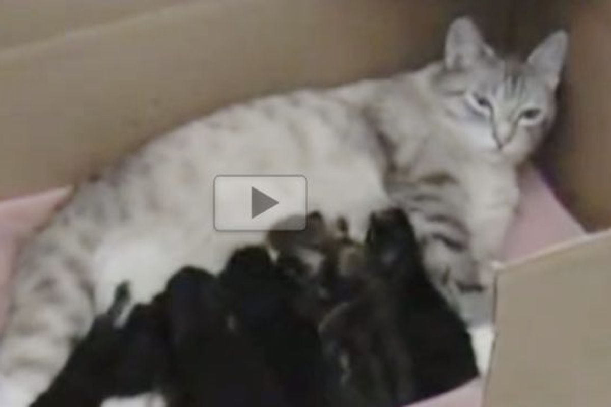 Stray Cat Showed Up at Door Steps and Brought Along Seven Surprises