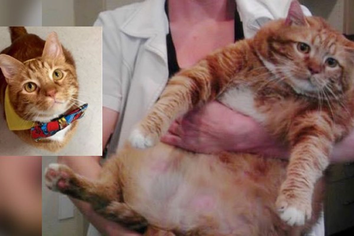 Rescue Cat Shed Over 20 Pounds from Obese to Healthy