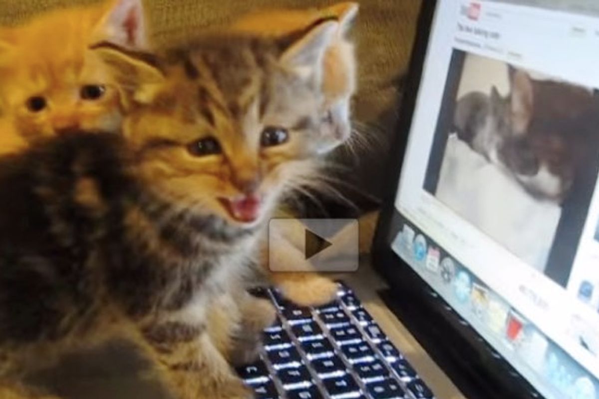 Kittens Want to Talk to the Cats from the Computer
