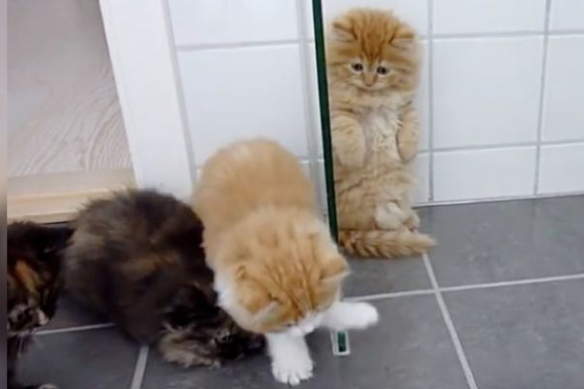 When Five Fluffy Kittens Spot an Intruder, All Purrsonalities Come Out!