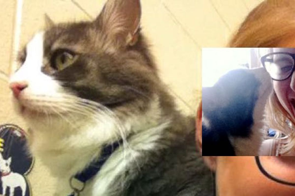 Chance the Cat Asked Woman to Adopt Him. She Couldn't Miss the Chance!