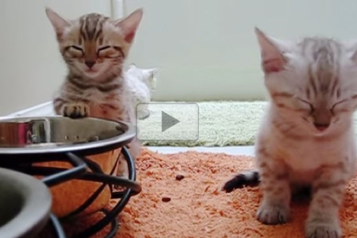 Kittens Fall Asleep by the Dishes While Sitting Up