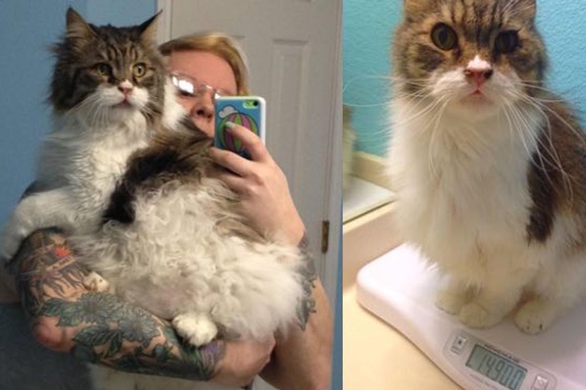 14 Year Old Rescue Senior Cat Drops Half the Weight and Gains a New Life