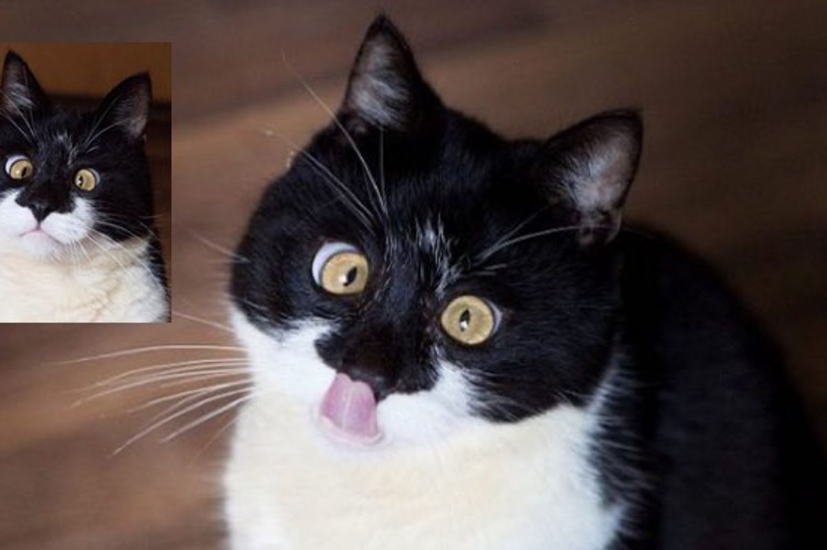 Ozzy the Cat is a Bit Cross-eyed and Has Tunnel Vision, But His Family Wouldn't Trade Him for Anything