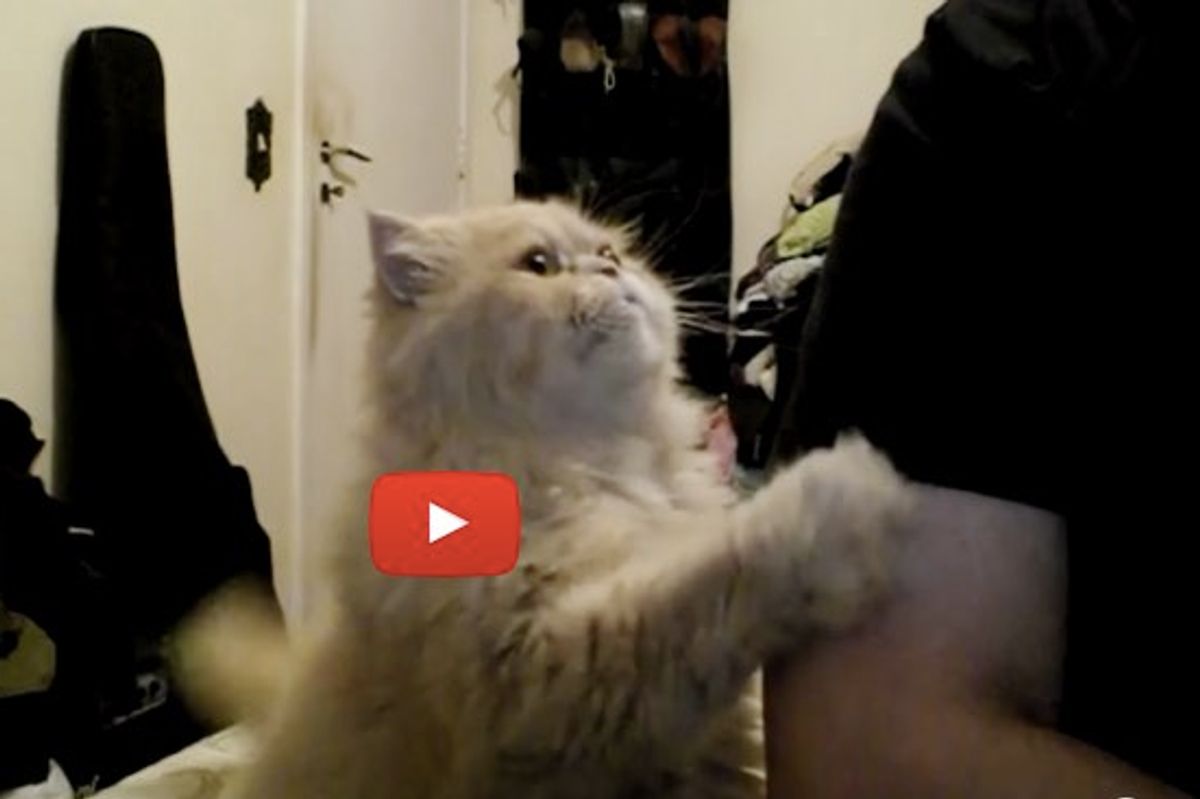 Fera the Cat Gets What He Wants, the Face He Makes Says It All