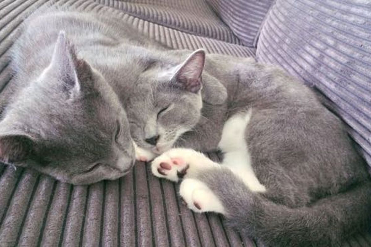 She Saved Two Kitties, They Saved Her Too