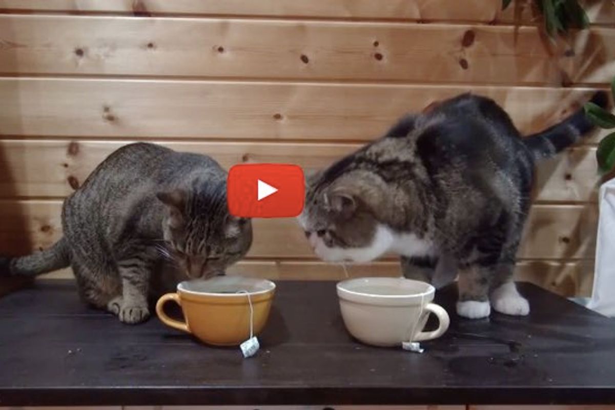 It's Catnip Teatime, Maru Goes Face Dipping