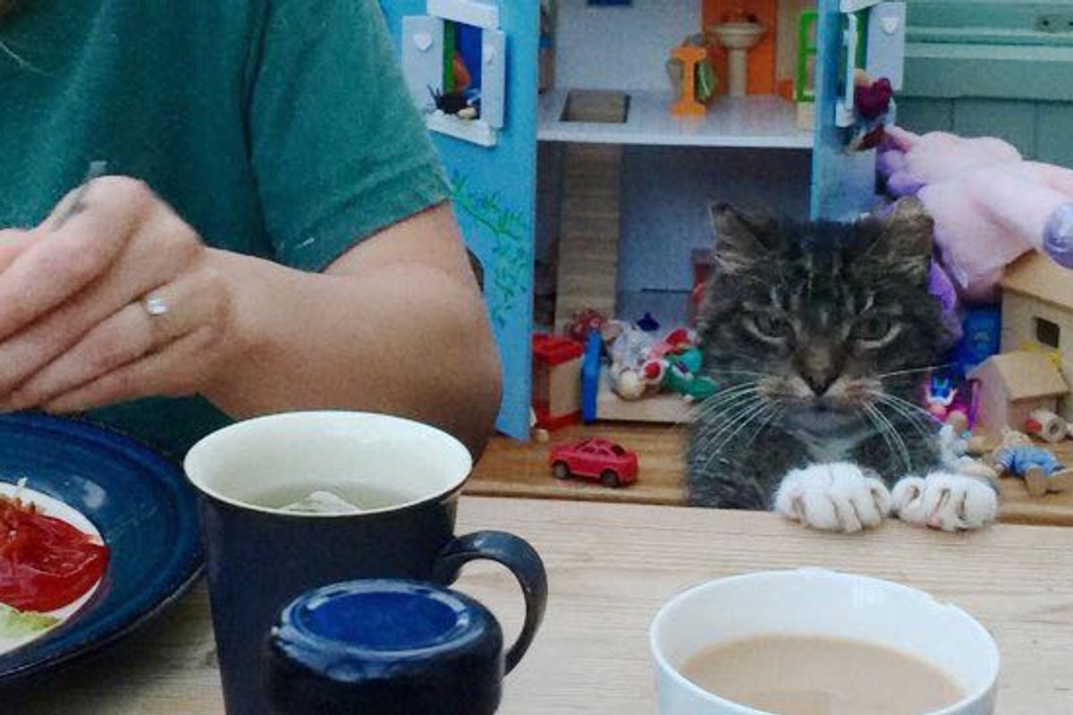 Every Meal Time for 19 Years. Meet Tumble the Cat!