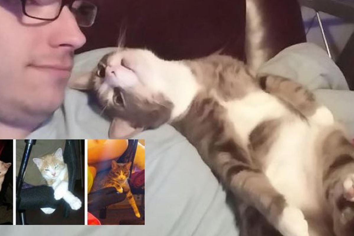 Young Man Has Three Very Clingy Cats
