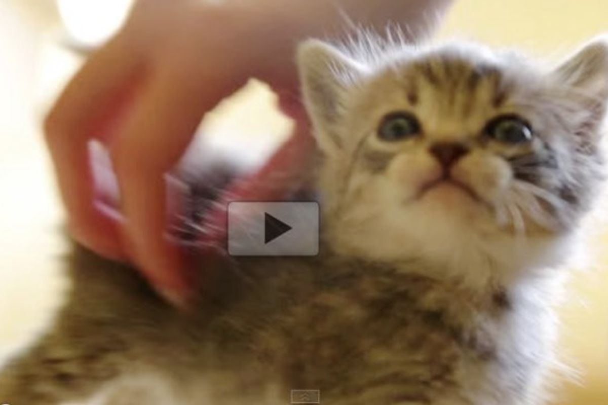 Tiny Kitten Has Tiny Squeaky Meows