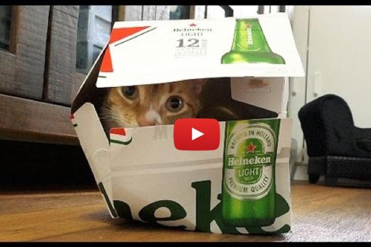 Kitty's Guide to Boxes by Cole and Marmalade