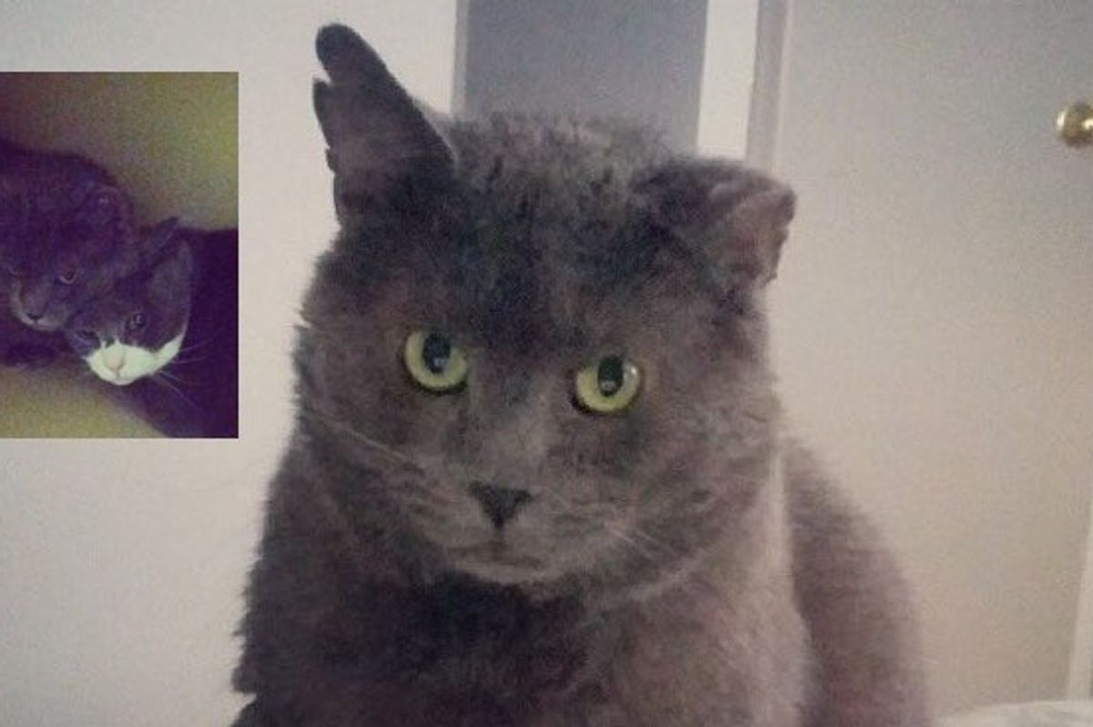 From Fear to the Happiness. The Rebuilt Life of a Rescue Cat