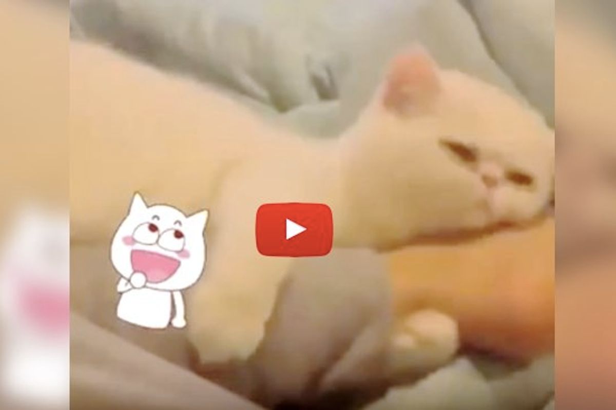 Cat Gives Her Human Beauty Tips