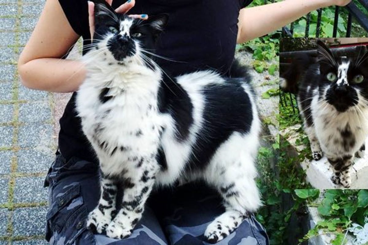 Kitty with Beautiful Markings Like a Dalmatian