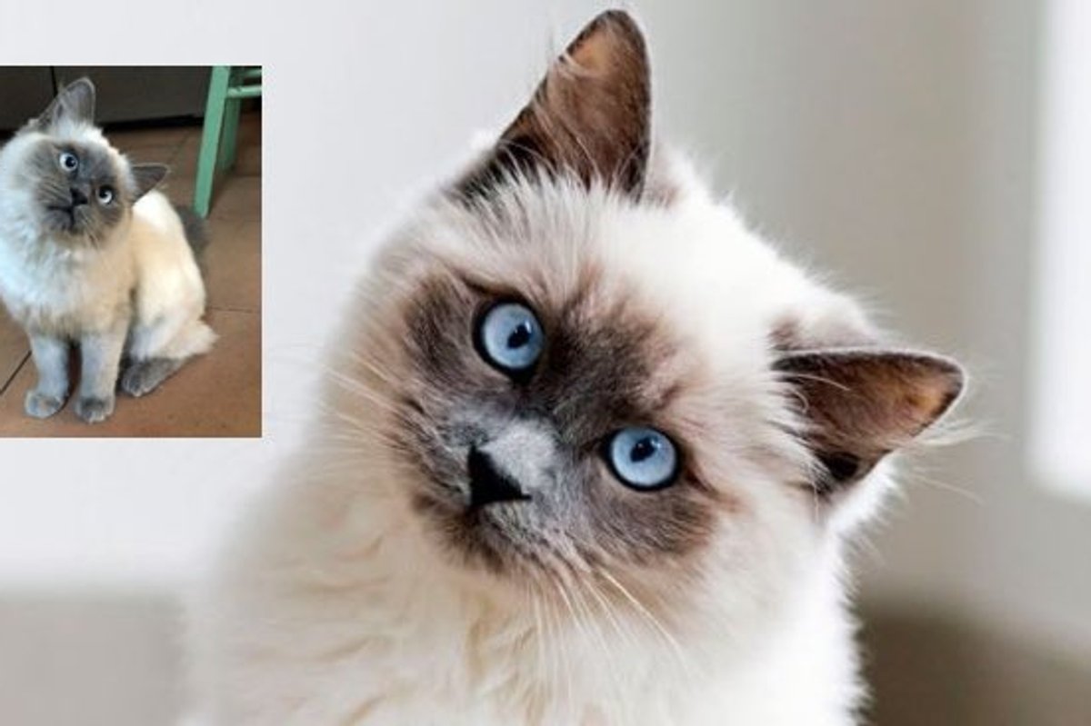 Rescue Ragdoll Kitty Has a Constant Head Tilt. She's Truly Adorable.