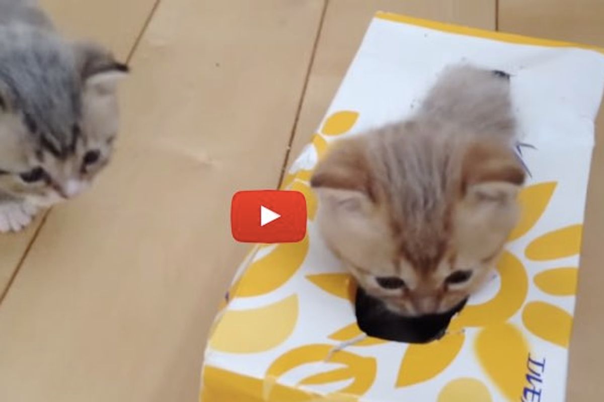 Wobbly Kittens Discover Their Very Own Tissue Box