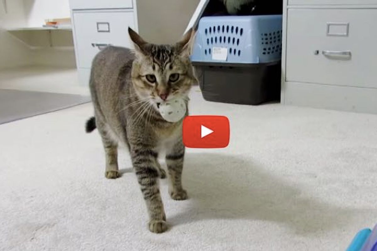 Monkey the Indoor Cat 'Hunts' for Dinner