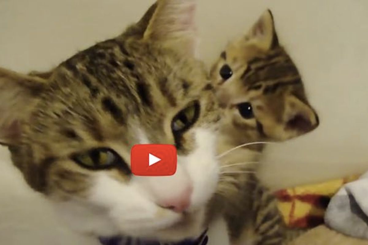 Baby Kitten Meowing. Momma Comes to Her 'Rescue'