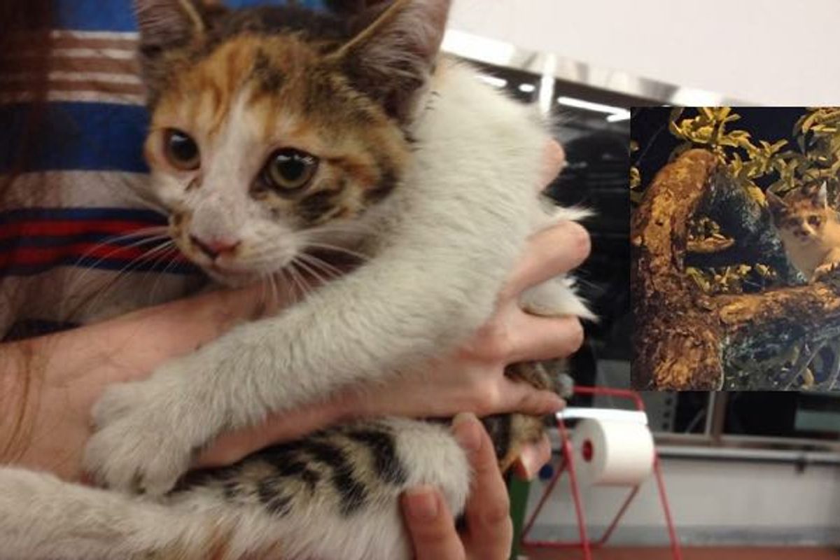 Cat Lover Jumps into River and Has His Mercedes Dismantled to Save a Kitten