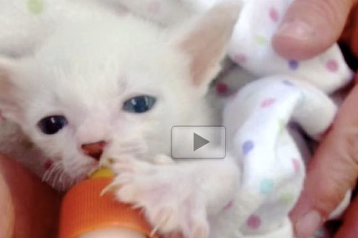 Twisty Legged Kitty Lives a Purrfectly Happy Life