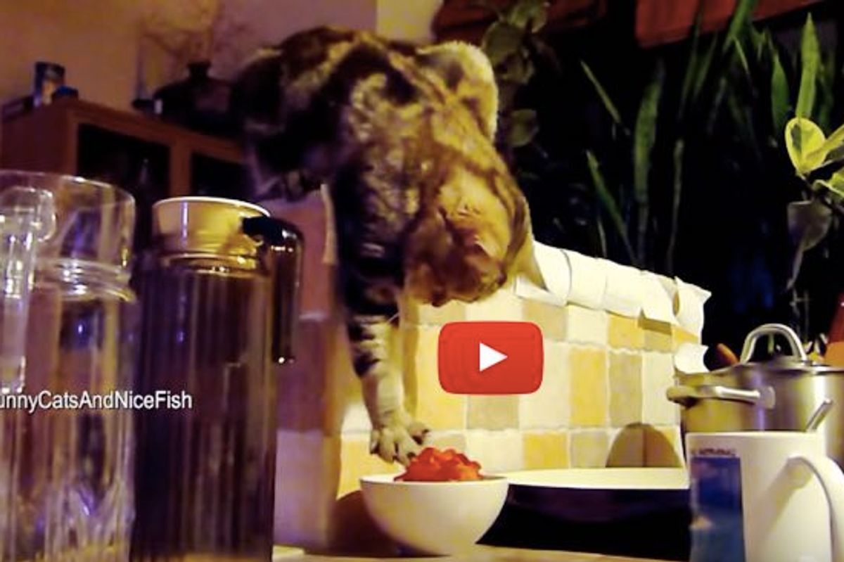 Sneaky Kitty Steals Her Breakfast at Night
