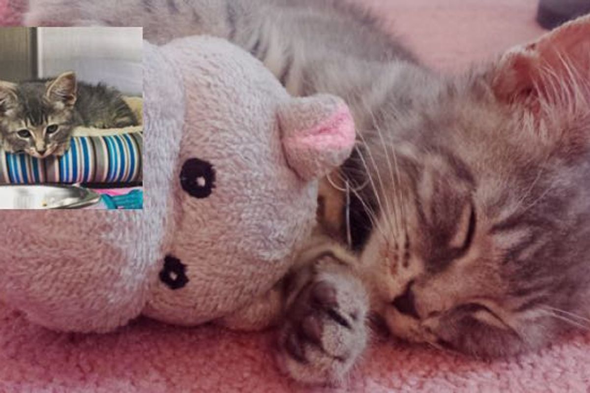 Rescue Kitten and His Hippo! It's a Package Deal