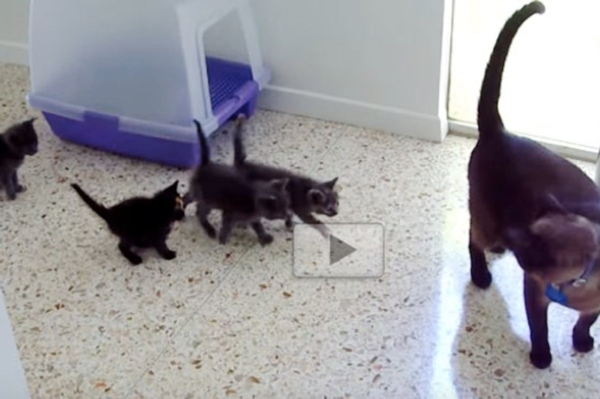 Orphan Kittens Think Male Siamese Cat is Their 'Mom'