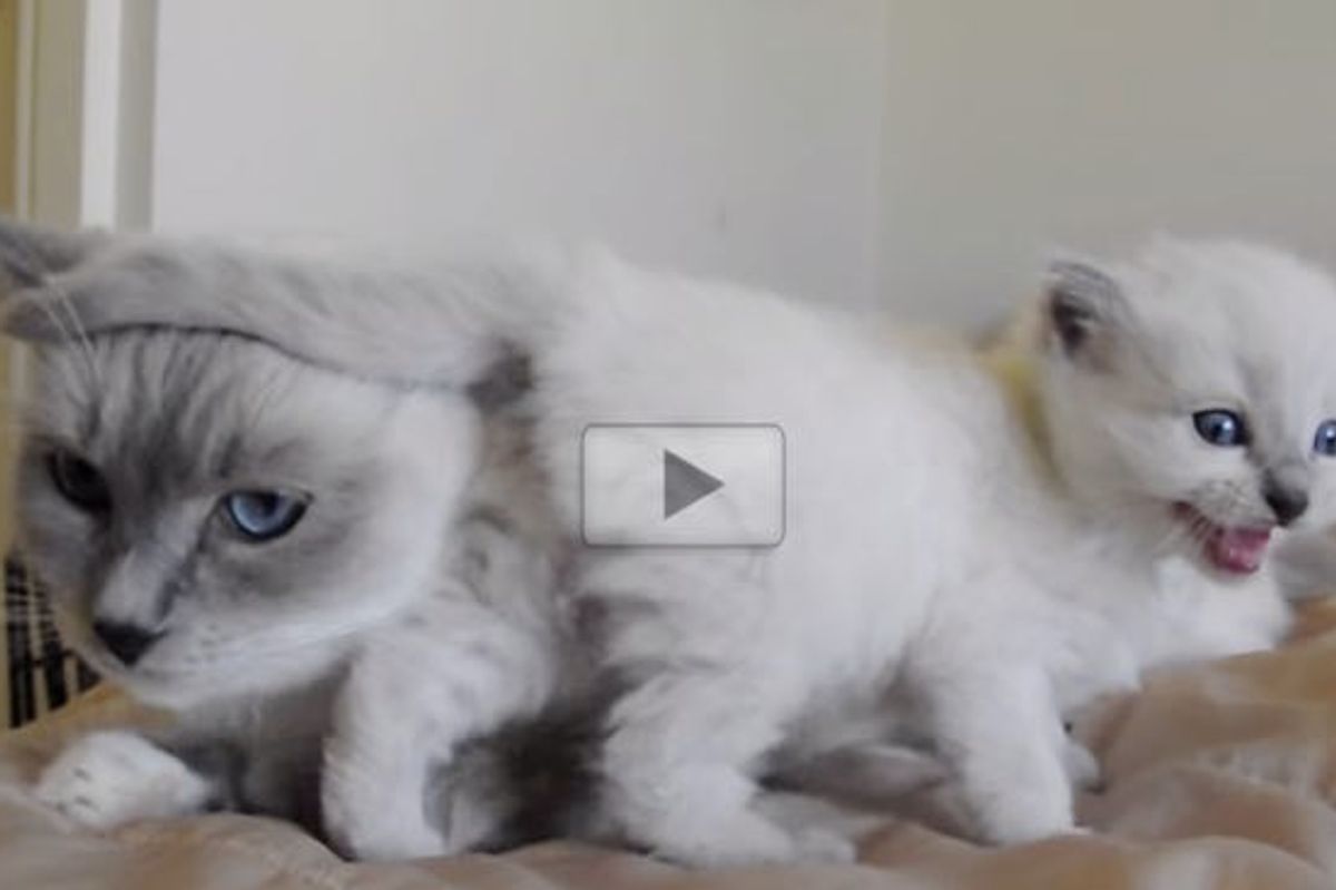 Mama and Her Baby Talking to Each Other. Such Tenderness Melts Hearts!
