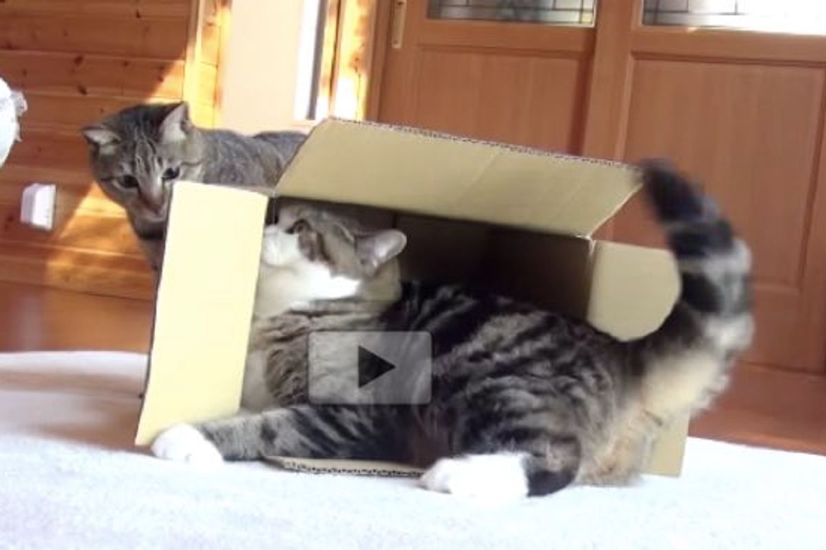 Maru and Hana Give Each Other Surprise Attacks!